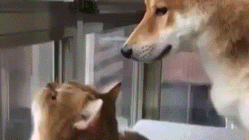 柴犬:大哥,算了算了,犯不上